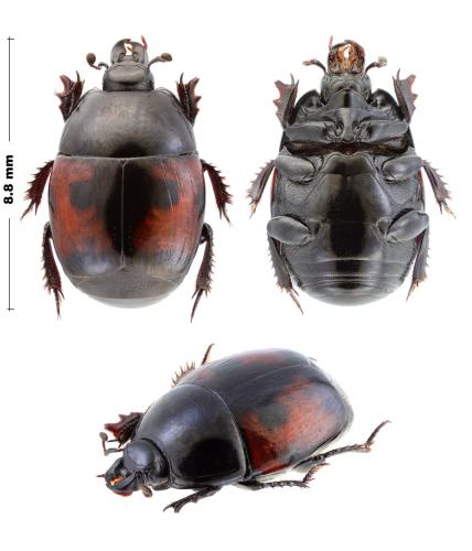 Hister illigeri reductus